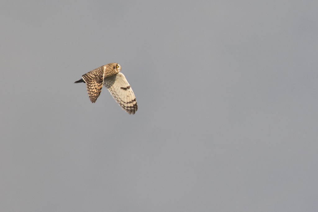 BIF692_MPU_34A2990_151029_seowl-1_d_north-sea