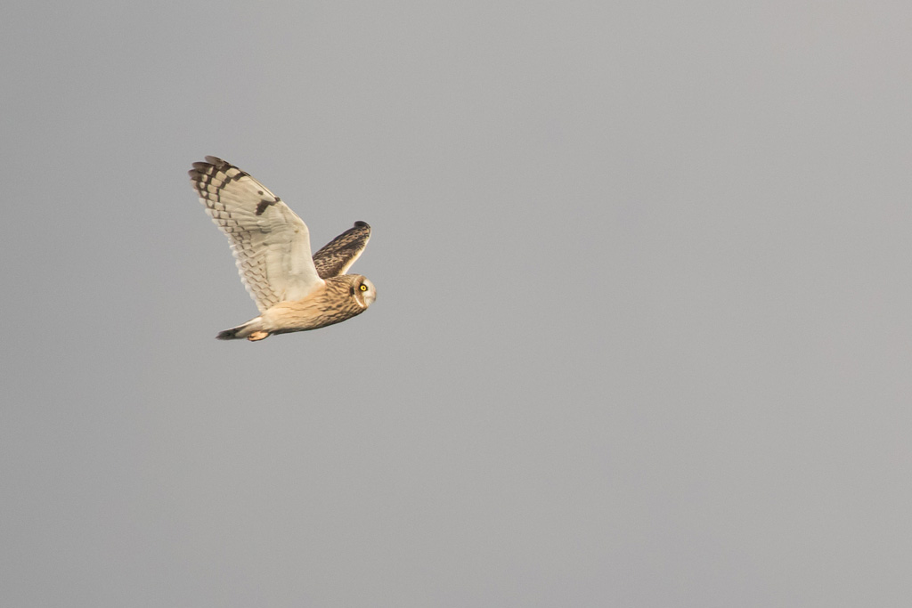 BIF693_MPU_34A2985_151029_seowl-1_d_north-sea