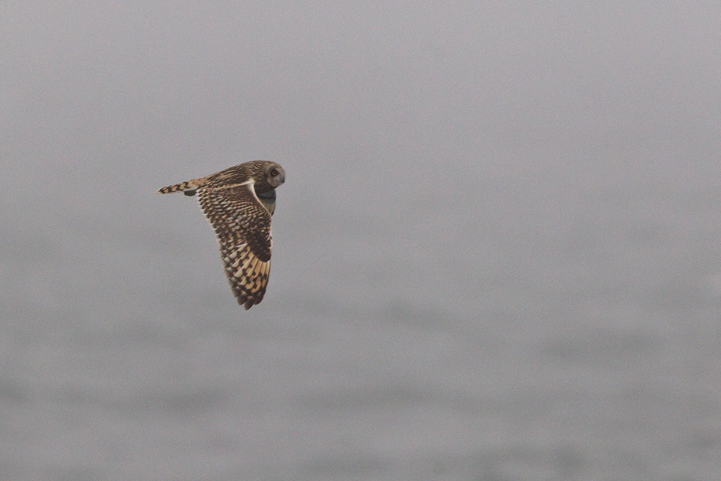 BIF694_MPU_MPU7846_11118_seowl-1_d_north-sea