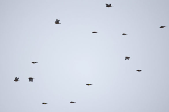 Linnet In Flight Identification Common Linnet Linaria cannabina – Birds in Flight – ID guide