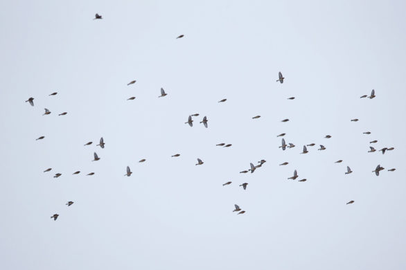 Common Linnet Linaria cannabina – Birds in Flight – ID resource