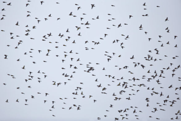 Common Linnet Linaria cannabina – Birds in Flight – ID resource