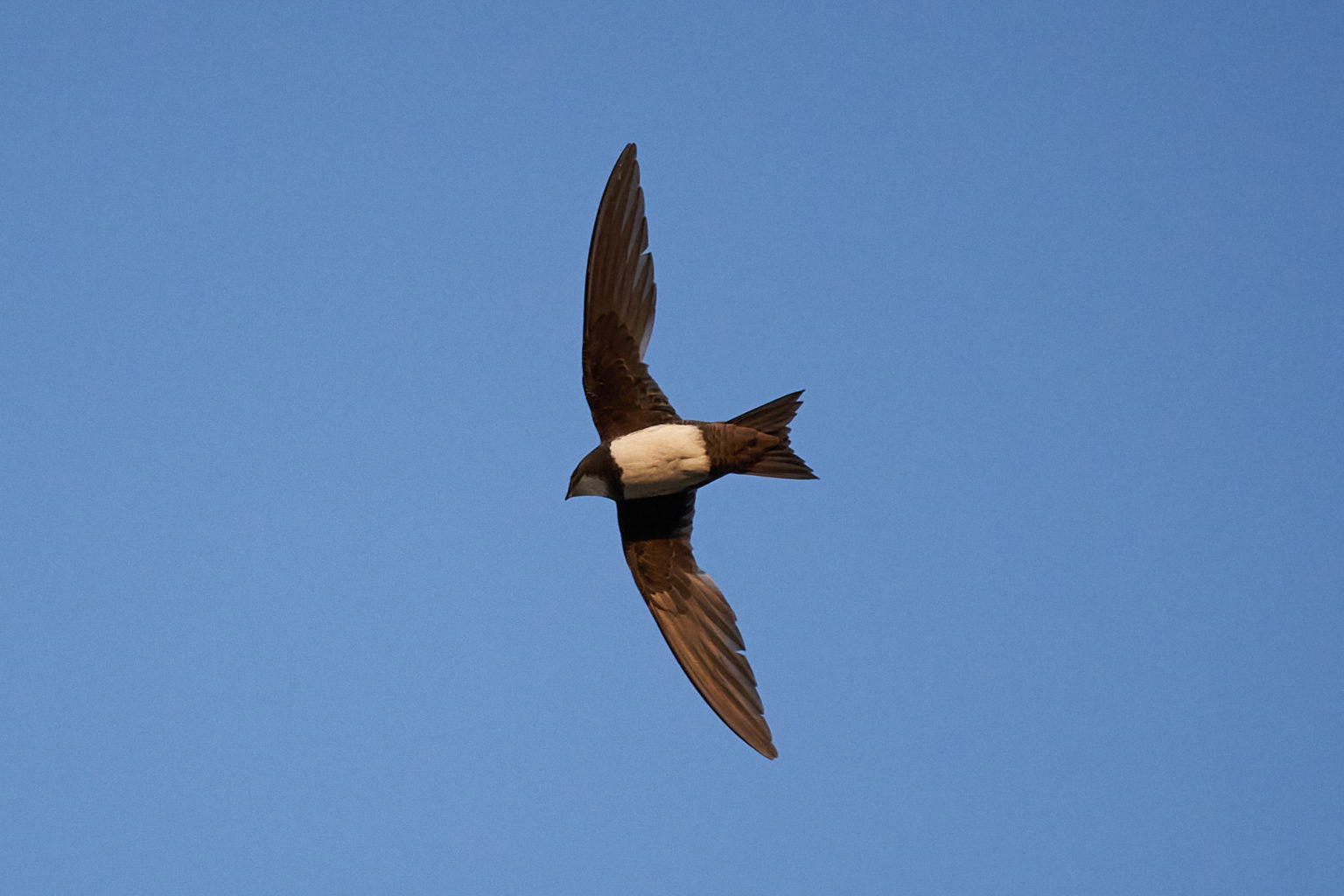 Alpine Swift Tachymarptis melba – Birds in Flight – ID guide