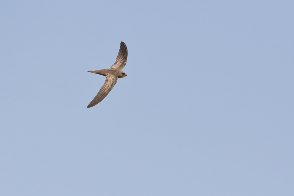 Pallid Swift Apus pallidus – Birds in Flight – ID guide