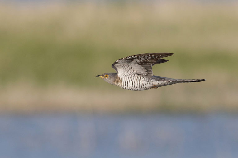 BIF1933_MPU_I1Q2250_31052014_ccuck-F-2CY_mng_buir-nuur – Birds in ...