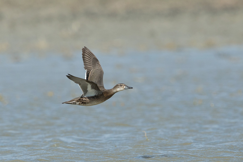 Baikal Teal Sibirionetta formosa Birds in Flight ID guide