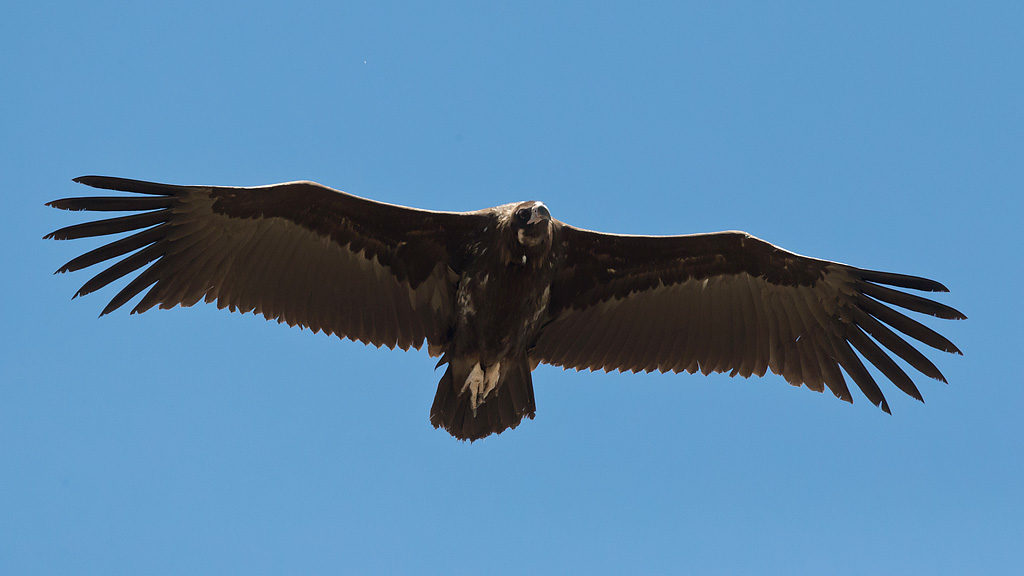 Cinereous Vulture Aegypius monachus – Birds in Flight – ID guide