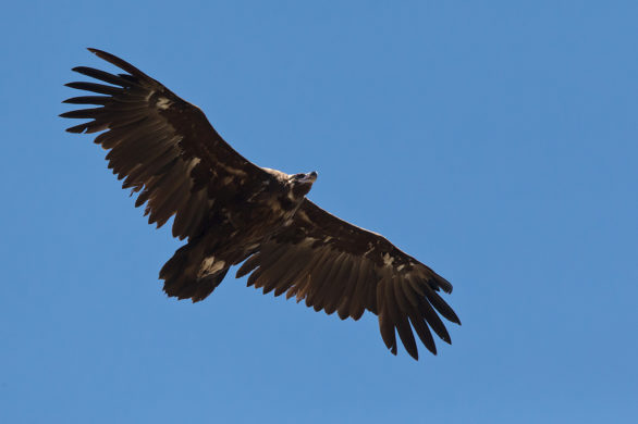 Accipitridae – Hawks, Eagles – Birds in Flight – ID guide