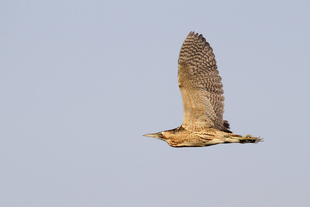 american bittern in flight