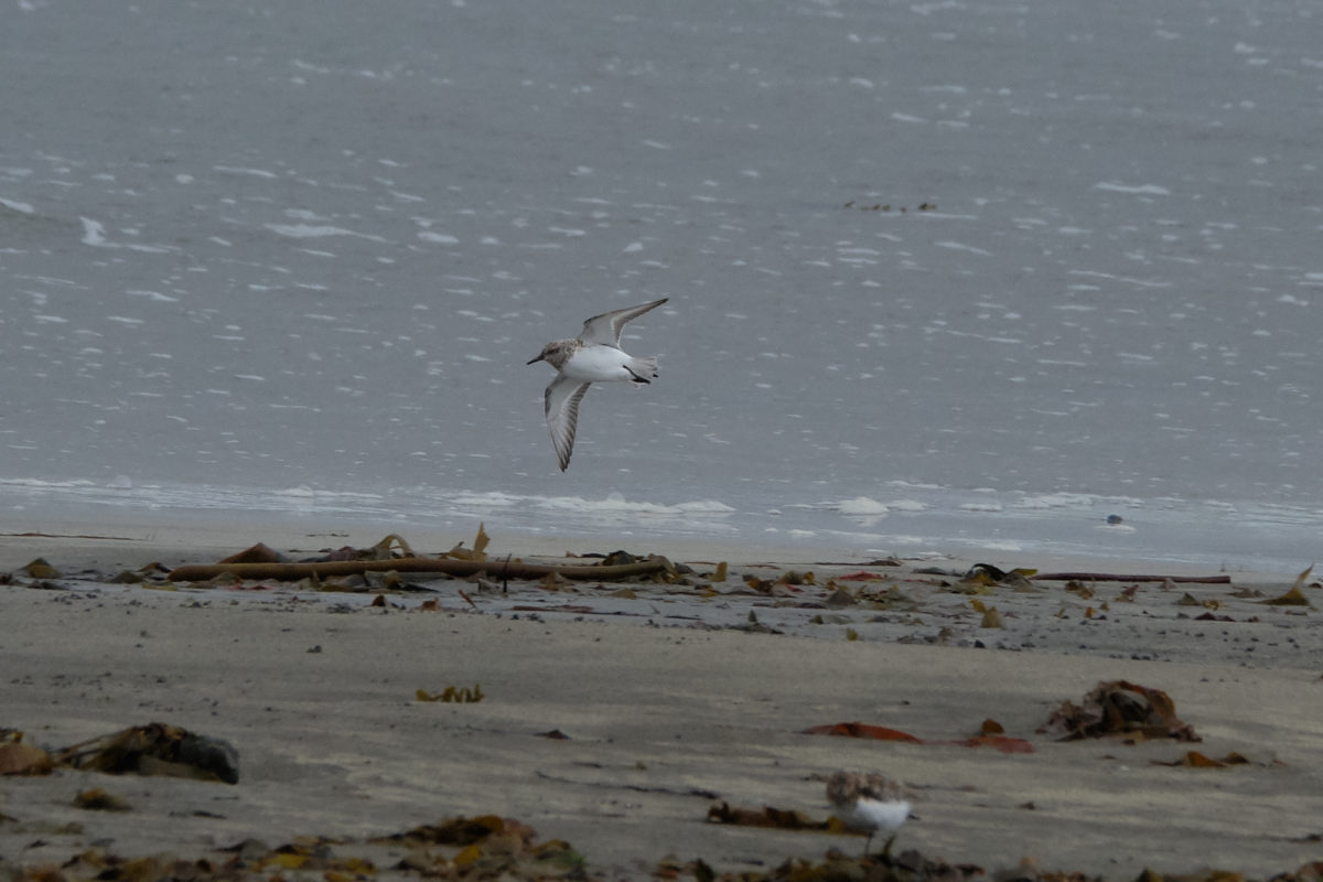 Sanderling Calidris alba – Birds in Flight – ID guide