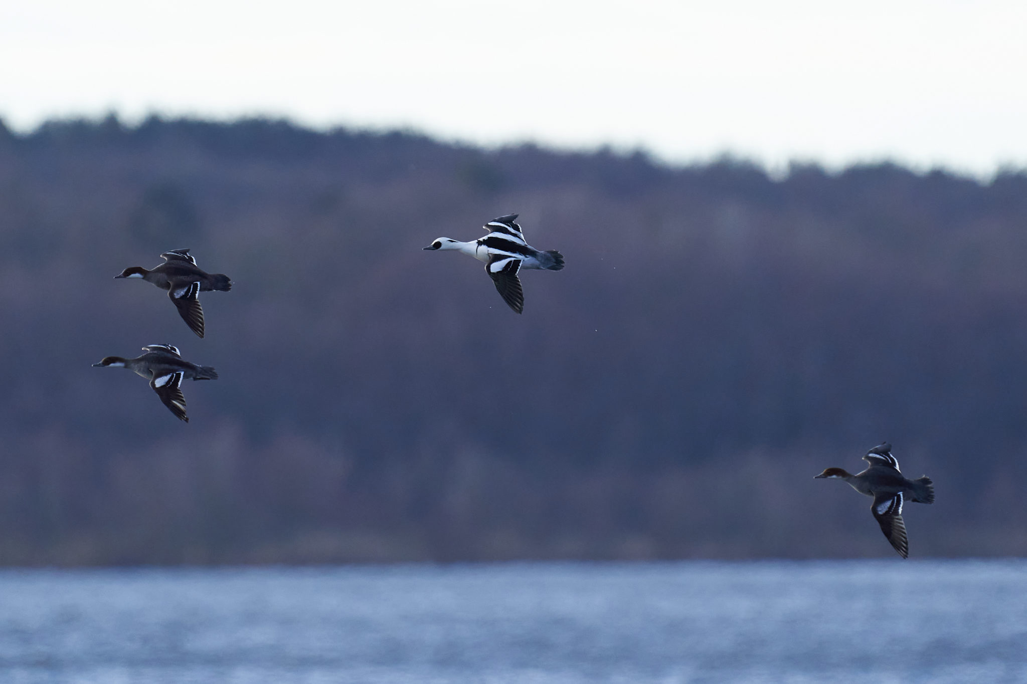 Smew In Flight Birds in Flight – ID guide