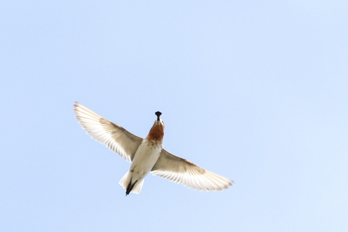 Sandpiper In Flight Birds in Flight – ID guide